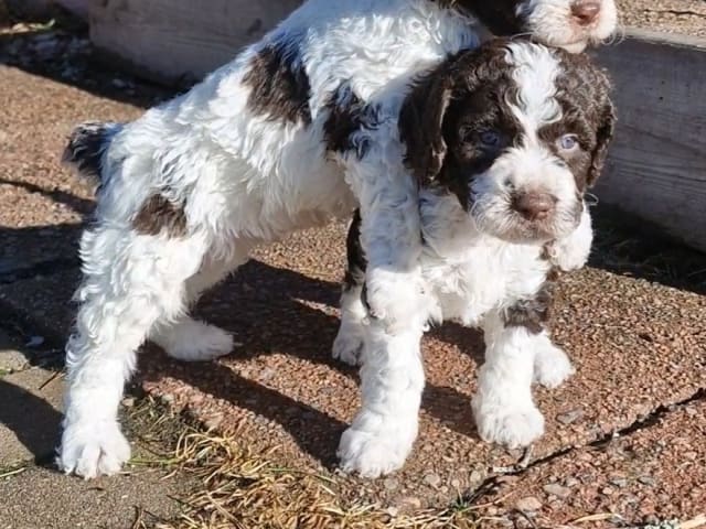 Spanish Water Dog (Perro de Agua Espanol)