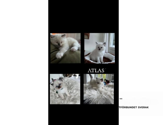 Ragdoll · Bollnäs · Marie Samuelsson