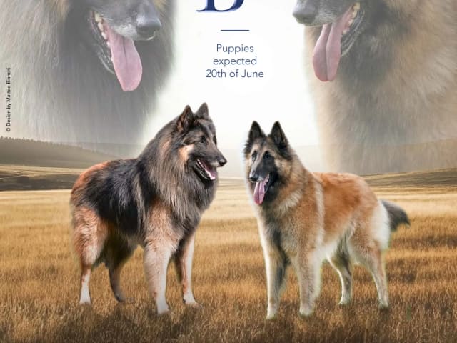 Belgian Shepherd Tervuren · Disenå · Torill Ingebretsen