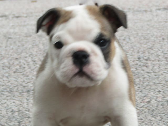 Engelsk bulldog · Rånäs · Maxibull