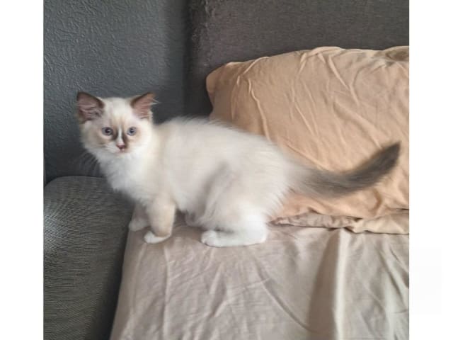 Ragdoll · Anderslöv · S*Earth Angel's