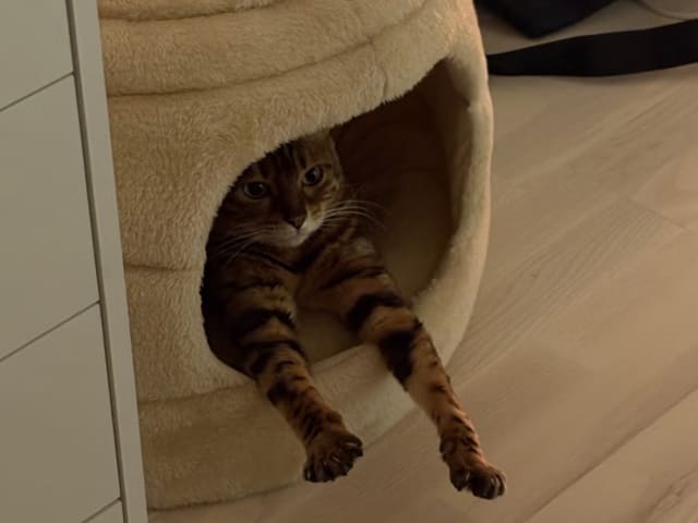Bengal
