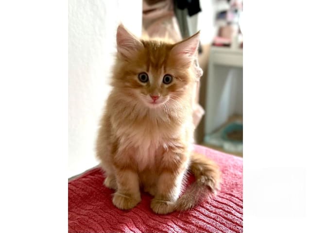 Norsk skogkatt · Hällekis · SE*Kinnekulles