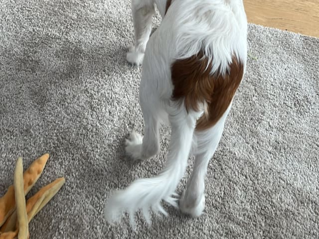 Dutch Kooikerhondje