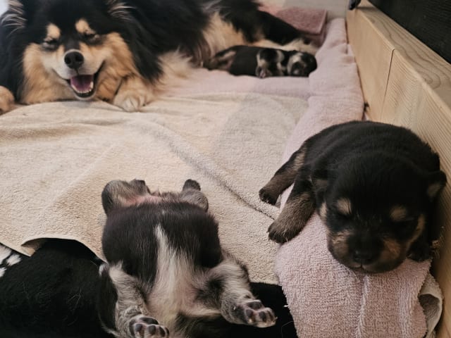 Finnish Lapphund