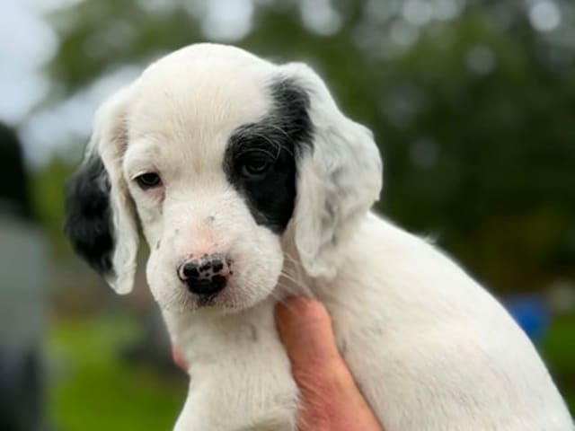 English Setter · Sulsted · Østkysten's