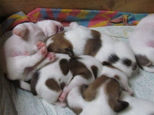Jack russell terrier · Give · Strelluf