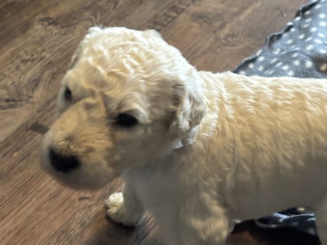 Goldendoodle