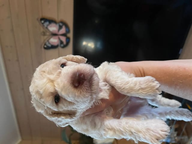 Perro de Agua Espanol · Fitjar · Aquanders