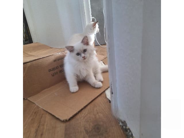 Ragdoll · Anderslöv · S*Earth Angel's