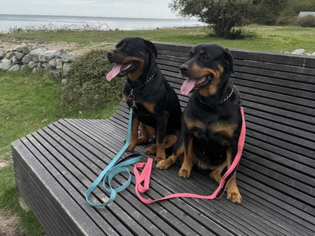 Rottweiler/American Bully XL · Gärsnäs · Slettet bruker