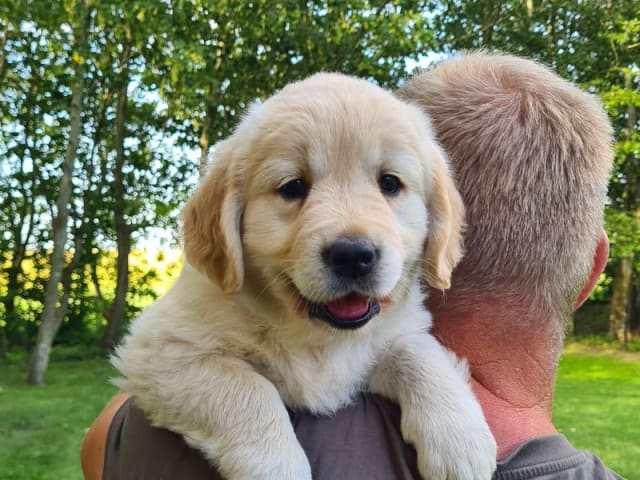 Golden Retriever