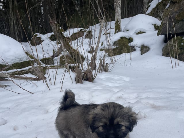 Lhasa Apso