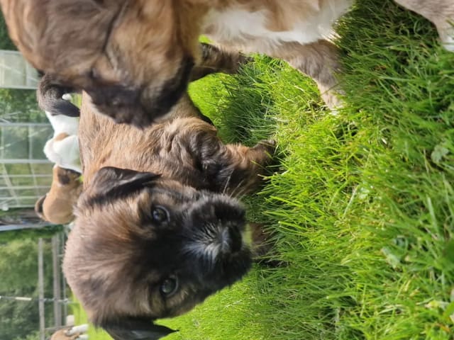 Tibetansk terrier