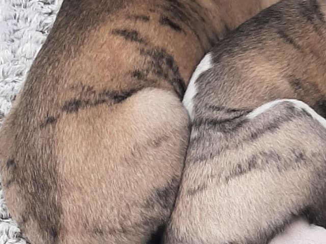 Whippet · Vålberg · Alternova Whippet
