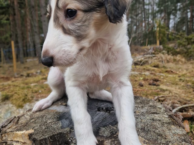 Borzoi