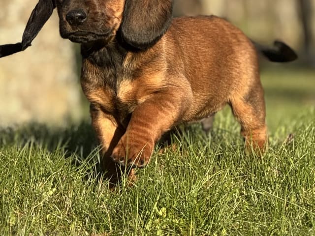 Alpine Dachsbracke