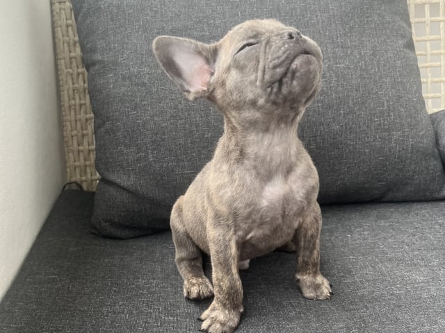 French Bulldog · Norrköping · Emiras frallor