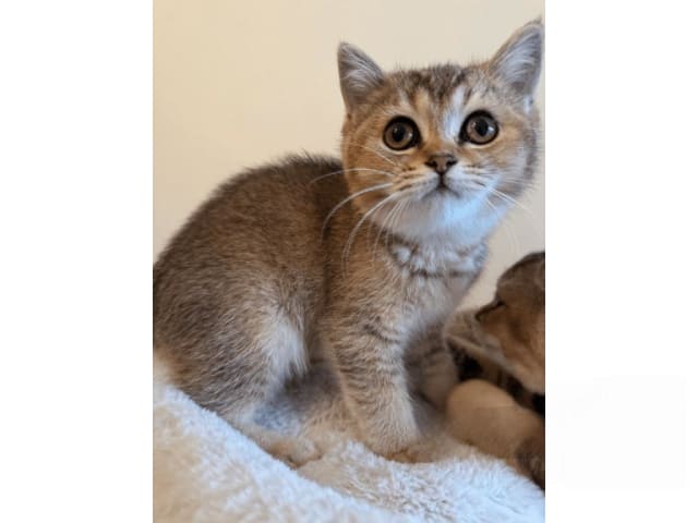 British Shorthair · Skövde · SE*Britessa