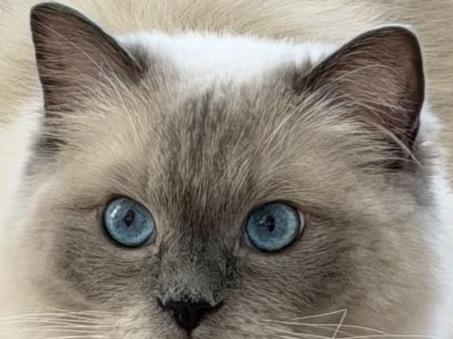 Ragdoll · Limhamn · Rositza A.