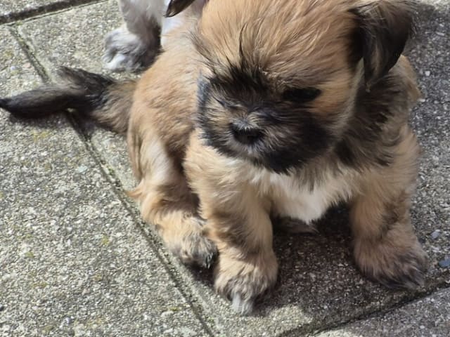 Lhasa apso