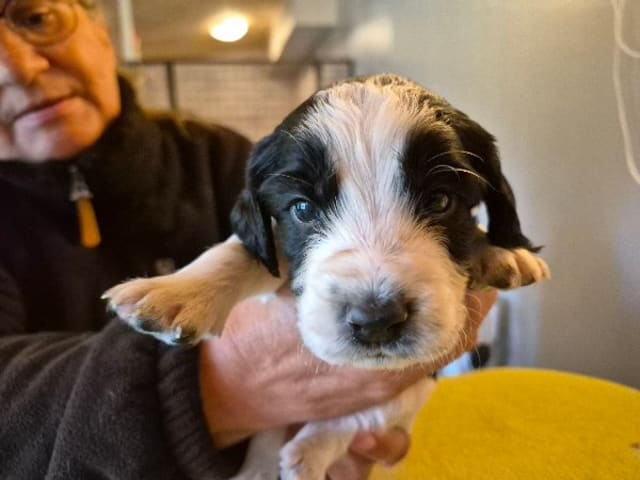 English Springer Spaniel · Hallstavik · Belgarbo's