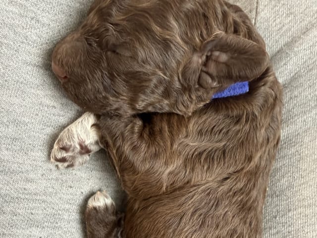 Lagotto romagnolo · Umeå · Tina A.