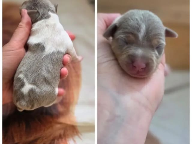 Brazilian Terrier