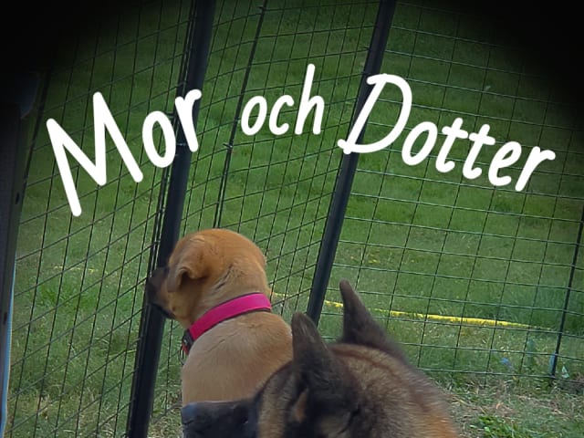 American Akita/Rottweiler · Edane · Inget