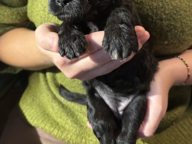 Portugisisk vandhund