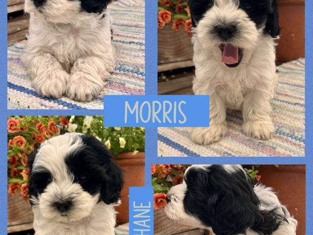 Maltipoo