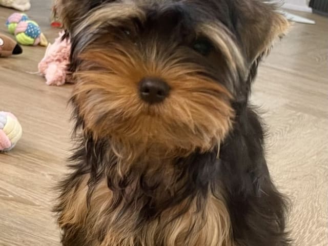Yorkshire Terrier · Føvling · Guldal´s Danske