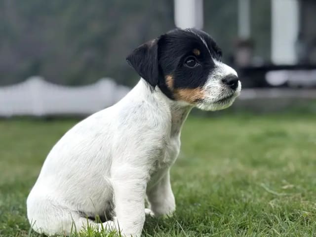 Jack russell terrier · Førde · Terje Sørbø