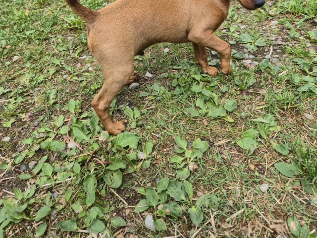 Miniature Pinscher