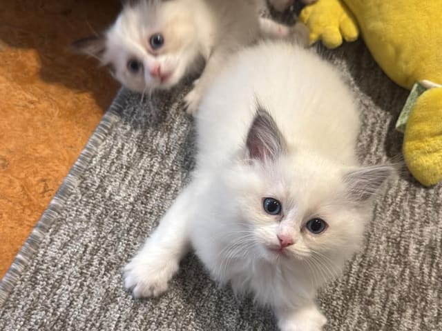 Ragdoll · Norrköping · Benjamin I.