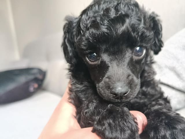 Toy Poodle