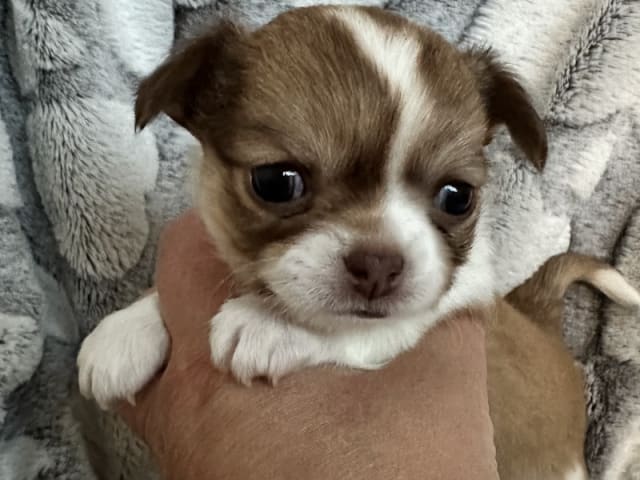 Chihuahua · Thorsø · Rose Malva