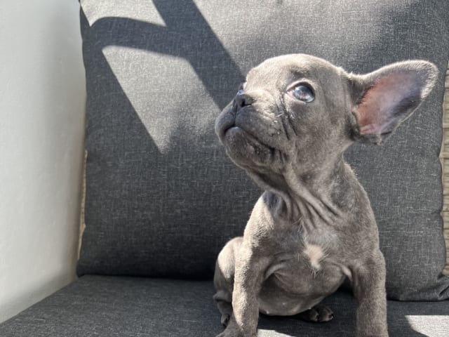 Fransk bulldogg · Norrköping · Emiras frallor
