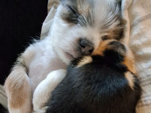 Yorkie malteser shi tzu og chih blanding · Hønefoss · Linda Regine Hauge S.