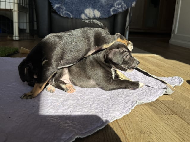 Xoloitzcuintle