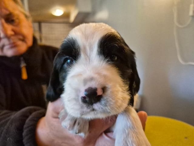 English Springer Spaniel · Hallstavik · Belgarbo's