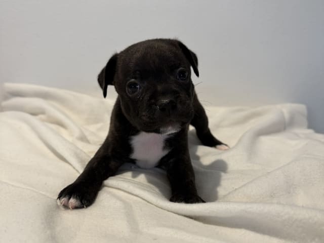 Staffordshire Bull Terrier · Vintrosa · SupremeTeamSbt