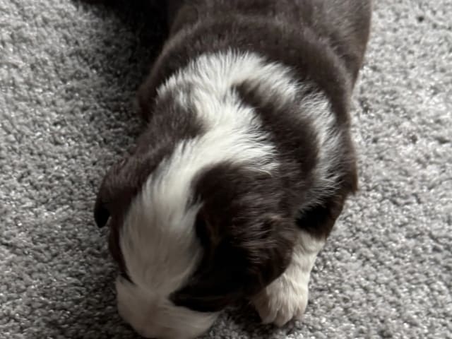Miniature American Shepherd · Beitstad · Rita Iren Dalberg