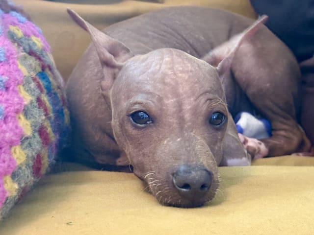American Hairless Terrier · Mellerud · Ticket to win