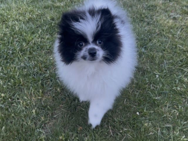 Pomeranian · Anderslöv · Hawar Hamid Hussein H.