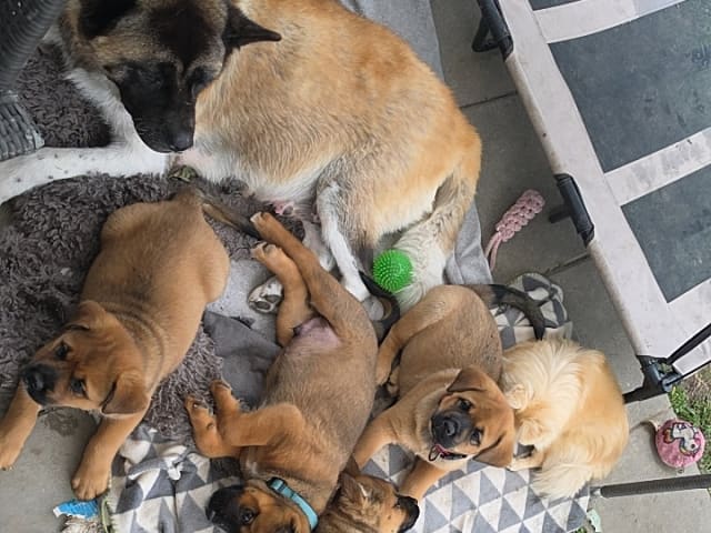 American Akita/Rottweiler · Edane · Inget