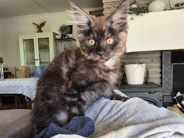 Maine Coon · Hokksund · N Eikerskogens