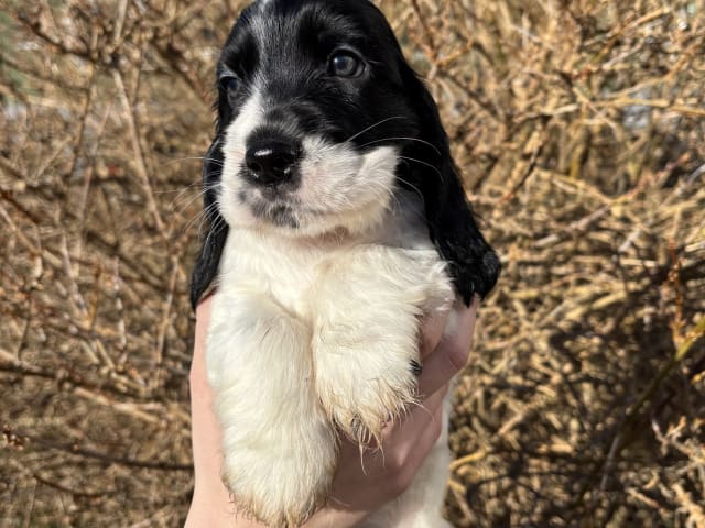 Cocker Spaniel