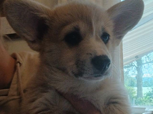 Welsh corgi pembroke