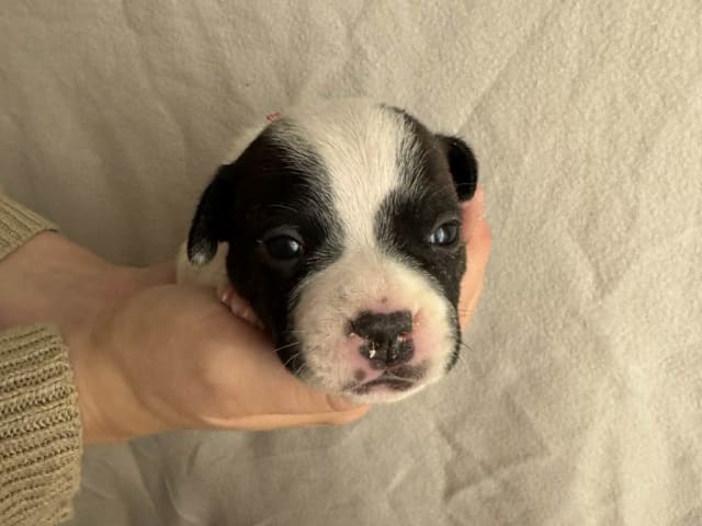 Staffordshire bull terrier